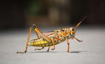 Insekten essen – Grillen und Würmer als Protein-Quelle